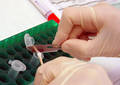 Découpage au scalpel - Labo ADN de la police scientifique, Marseille (2010)